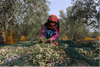 Tunisia’s Olive Oil Producers Lament Missed Revenue