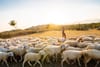 Social media push to cancel Eid al-Adha festival in Morocco sparks controversy