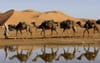 Sahara floods bring Morocco’s southeastern desert back to life