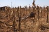 Drought hits food access for 26 million in southern Africa, says UN