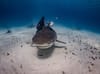 Fatal shark attack in Red Sea claims tourist’s life and injures another