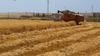 Tunisia's grain harvest jumps 75% from 2019 Levels
