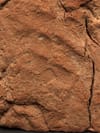 Ancient handprint offers rare glimpse into life of Egyptian artisan