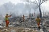 Recent forest fire scorches 500 hectares in northern Morocco